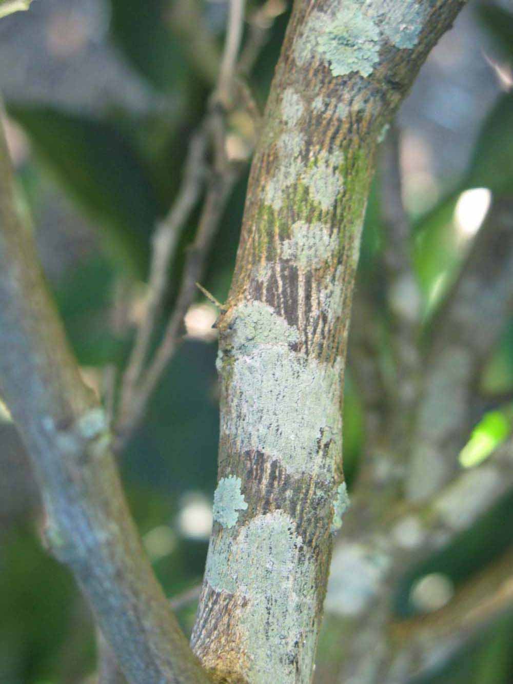              Second - third year twig (Winter Haven, FL)       